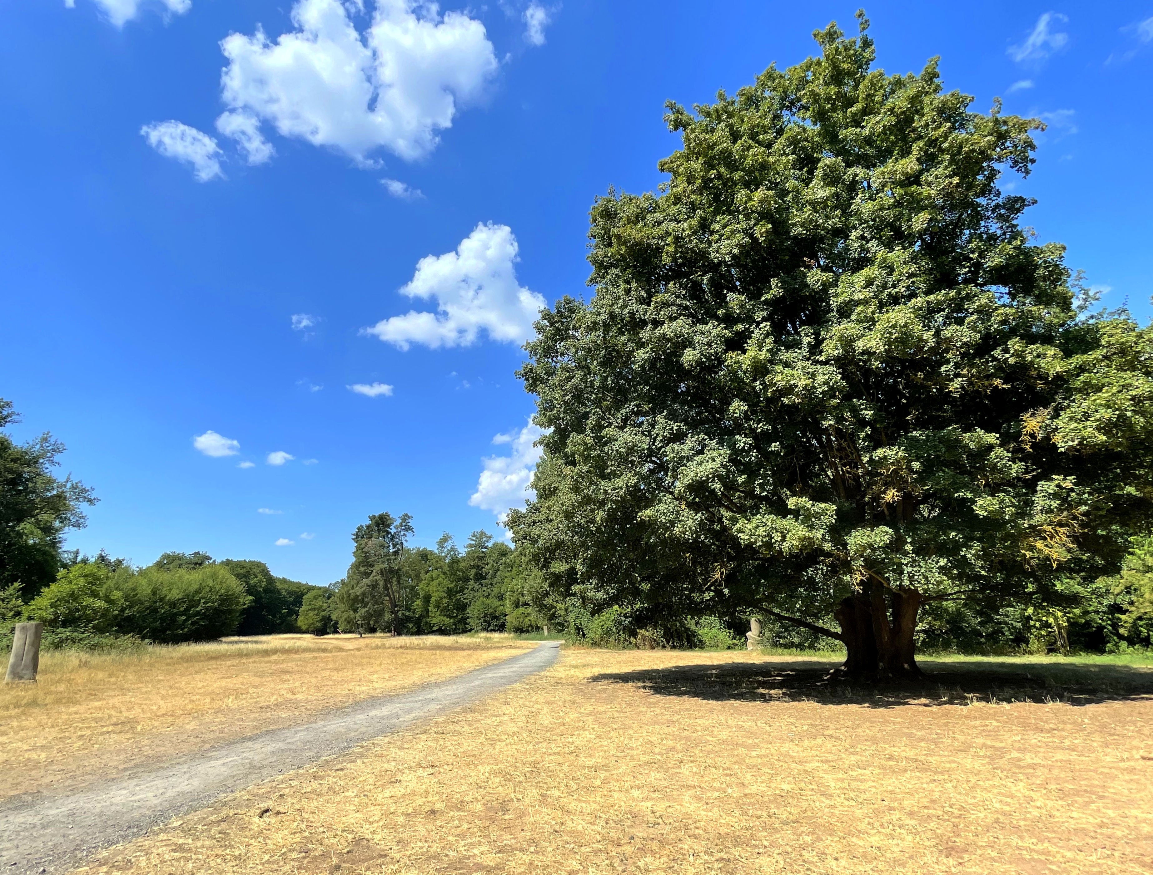 Feld mit großem Parkbaum und einem Weg.