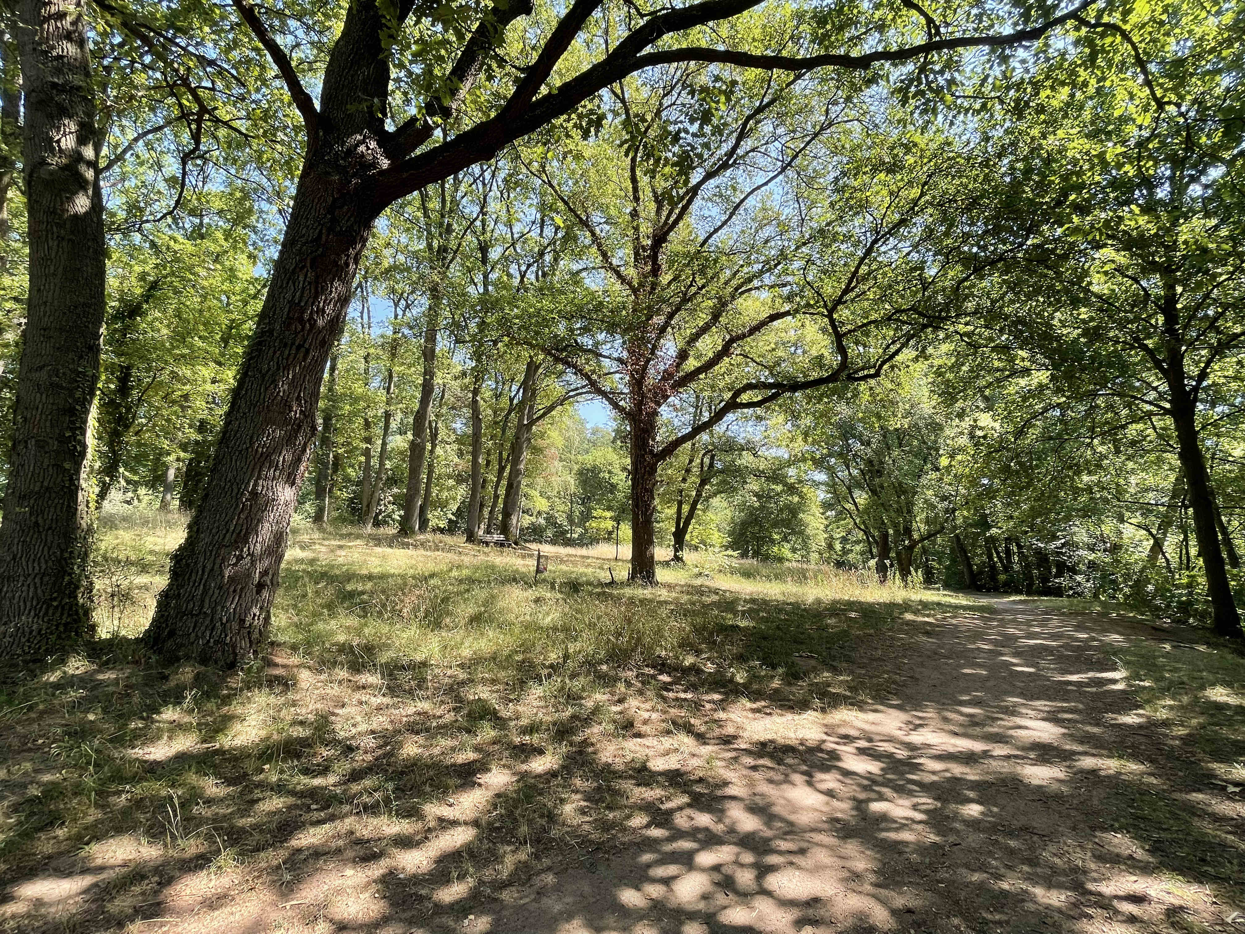 Einzelne große Bäume auf einer Park-ähnlichen Grünfläche