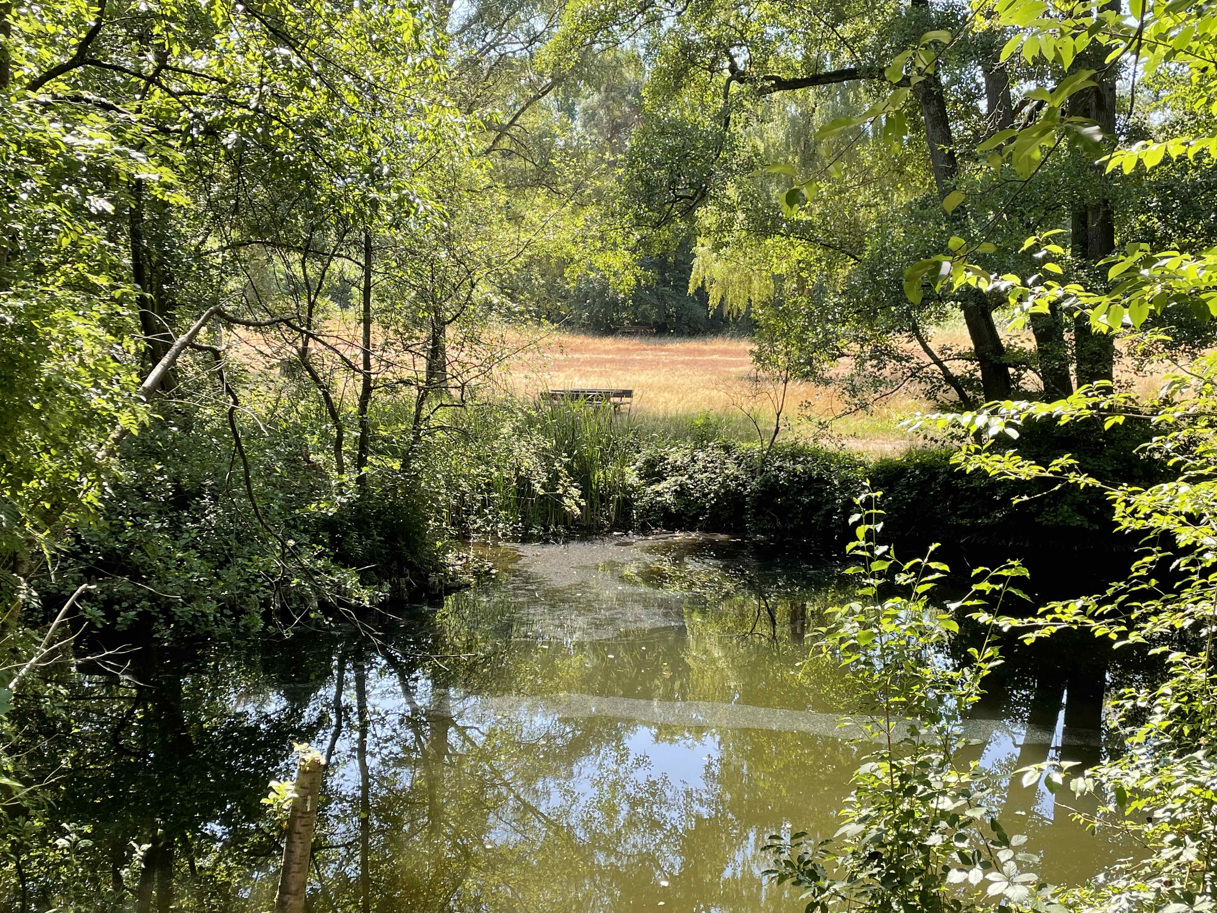 Blick über den Teich auf eine Bank mit dahinter liegender Wiese