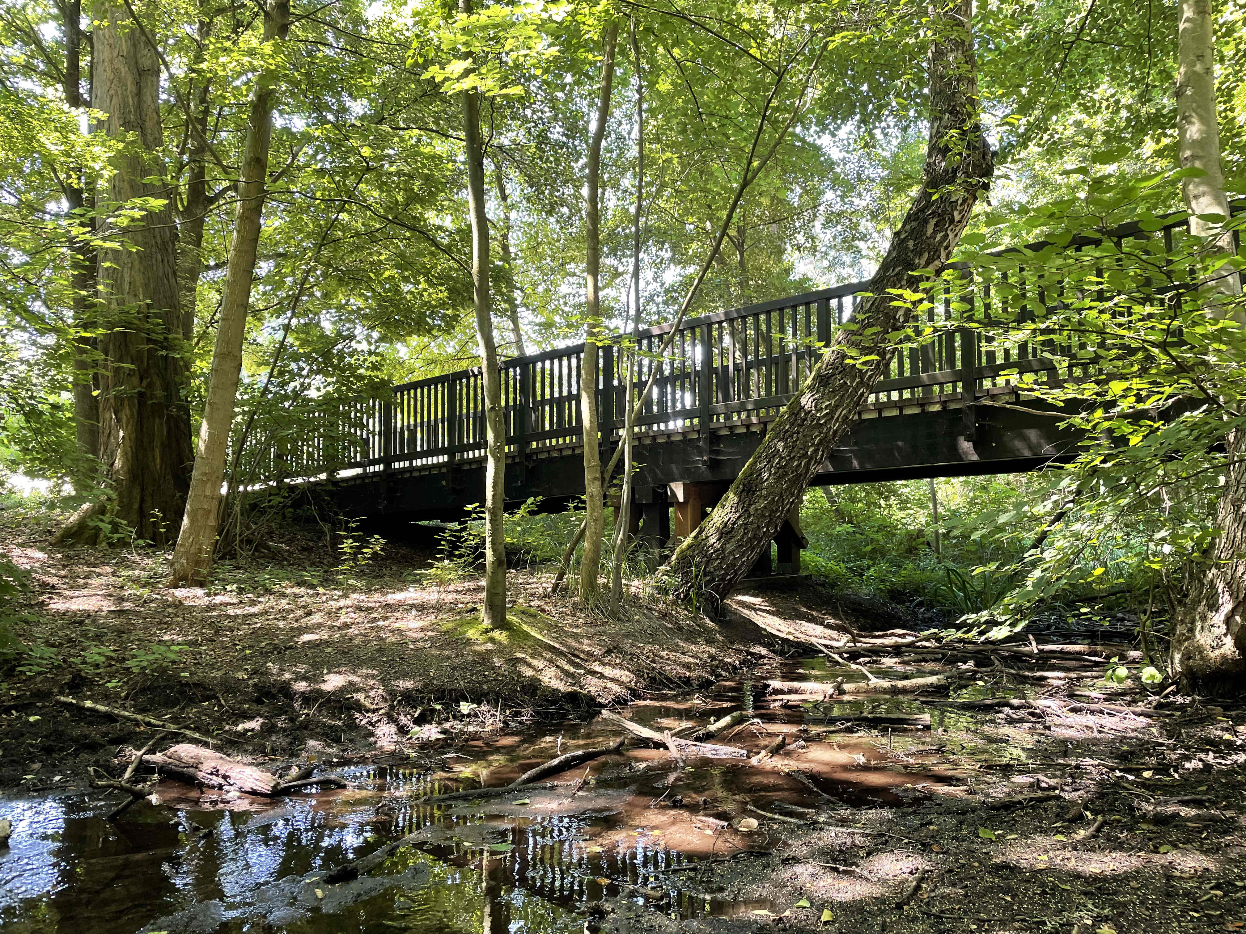 Blick auf eine Brücke, die zwischen Bäumen hindurch geht