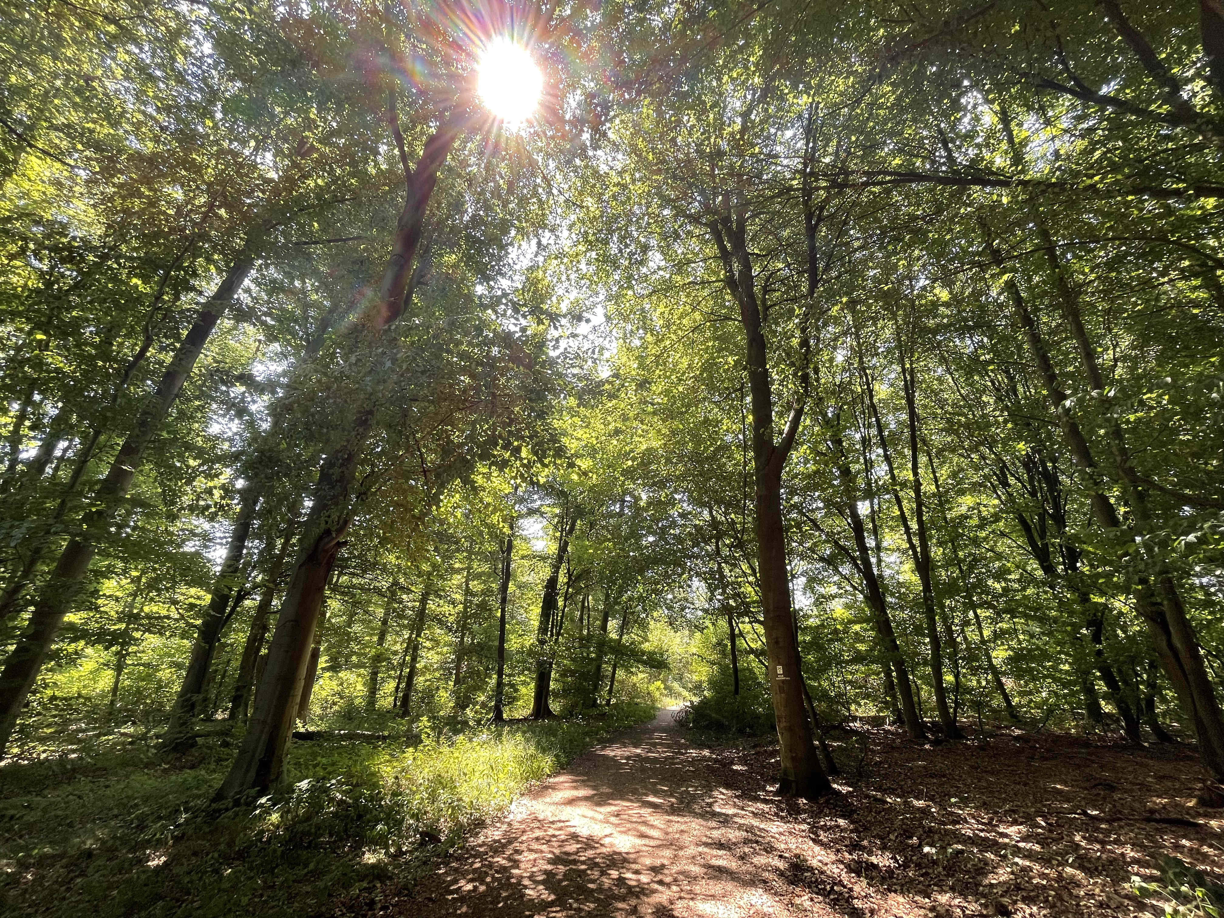 Wald mit Sonnenschein