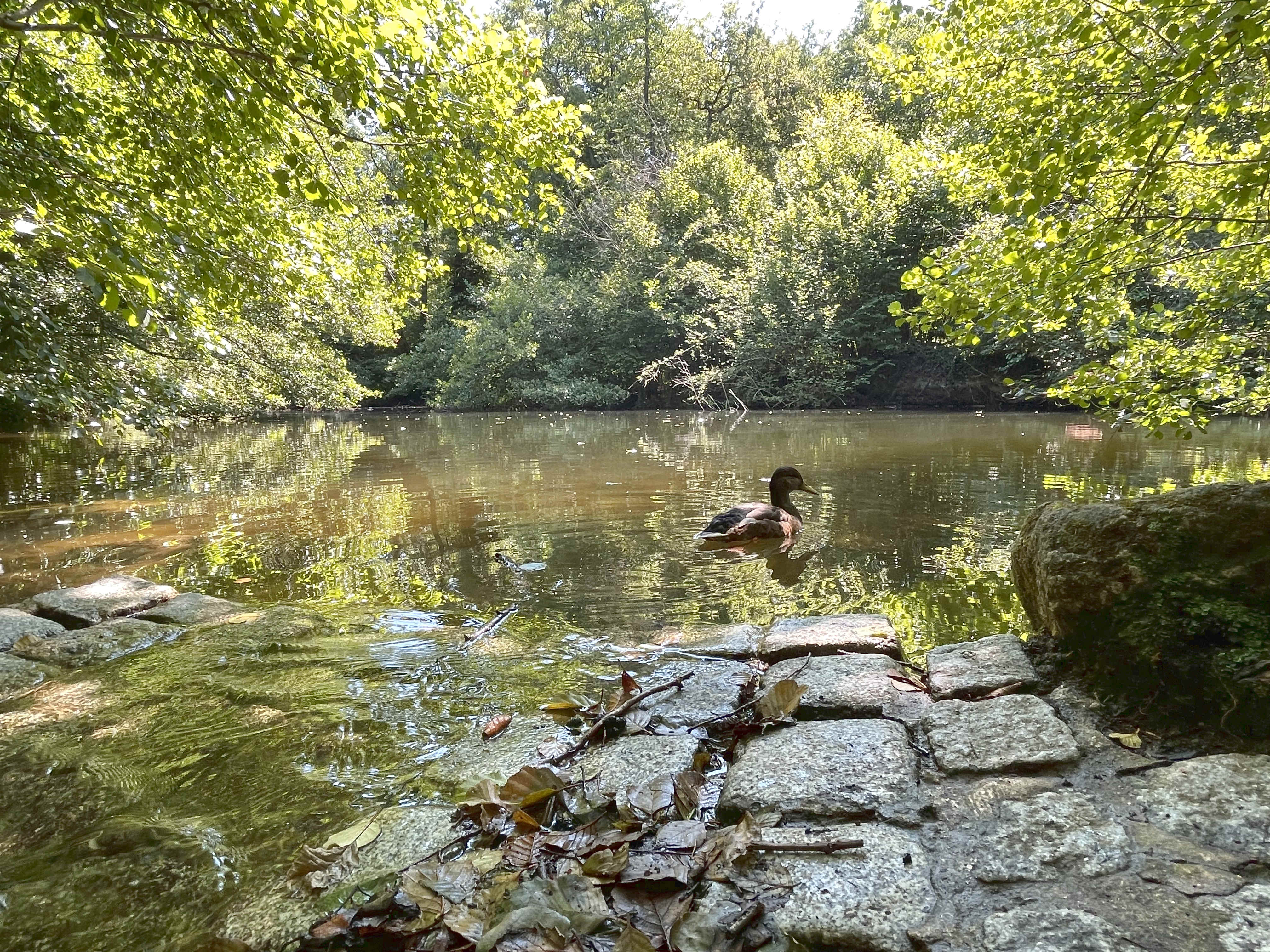 Eine Ente schwimmt dort, wo der Teich zum Bach wird.