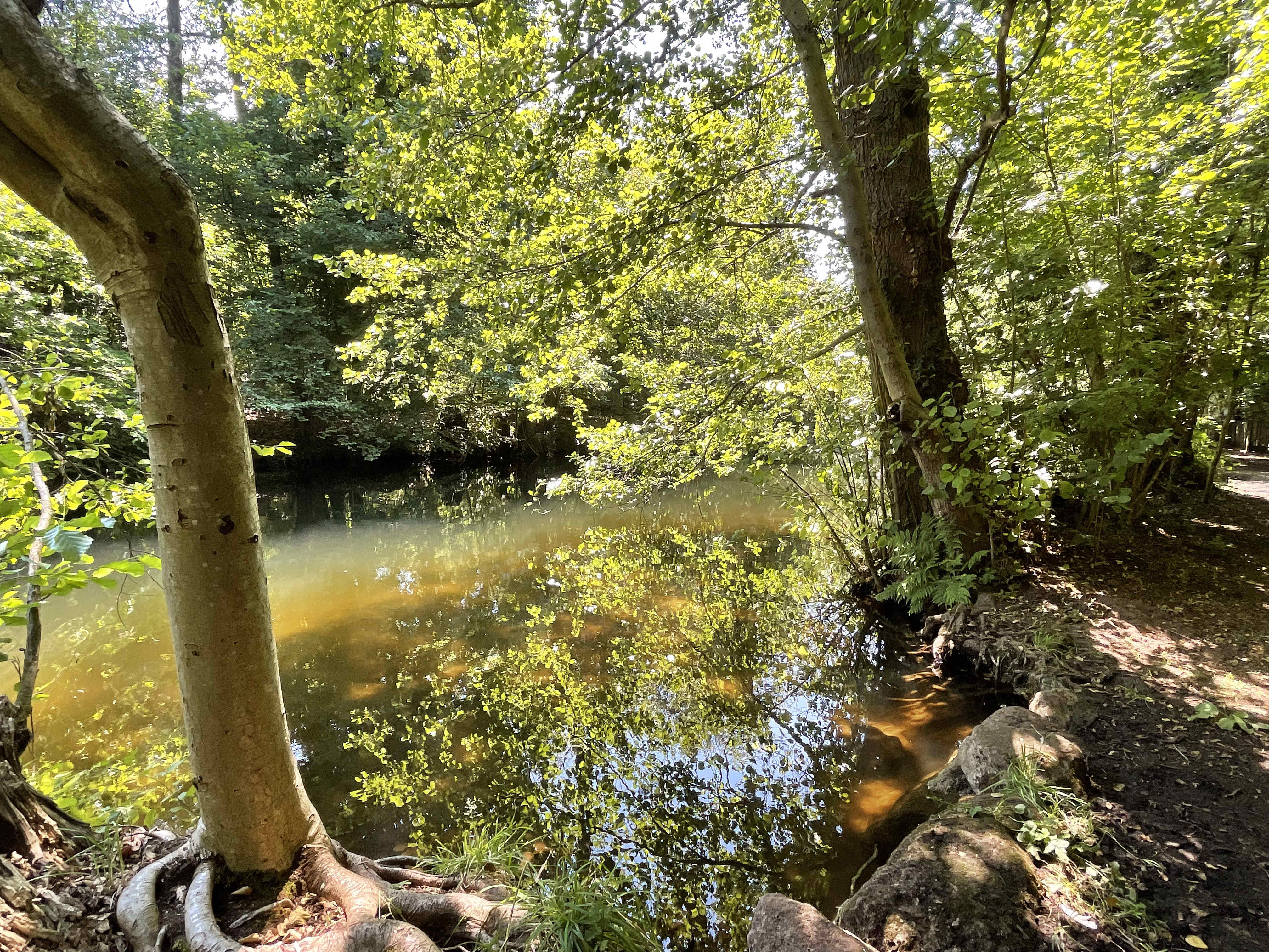 Teich mit Bäumen am Ufer