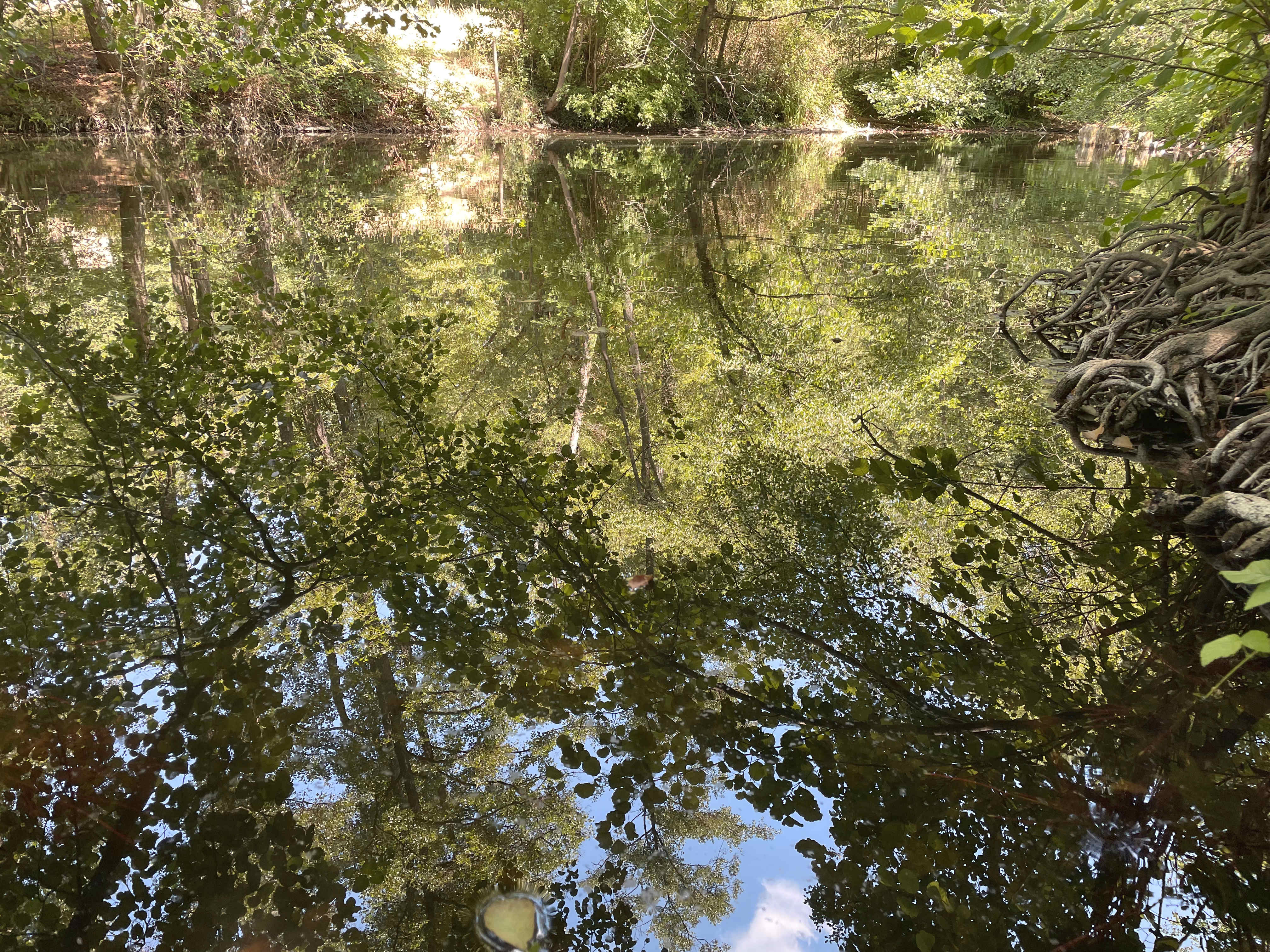 Lichter spiegeln sich im Teichwasser, runde Wurzeln ragen in das Wasser.